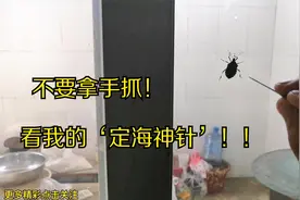 窗户发现了一只“臭大姐”，千万别用手抓它，看我怎么治它。