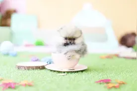 世界上5种体型很小的狗狗，小到用茶杯就能装下