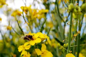 3小时放松音乐：总有人笨拙的想把所有温柔都给你。