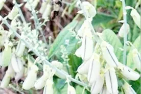 农村一种野豆子，全草都可入药40元一斤，你的家乡有吗？