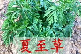 冬天的夏至草是个“宝”，男女朋友用的到？遇见记得挖回家