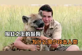 号称掏缸之王的鬣狗，为什么很少攻击人类视频封面