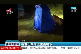 女孩自驾去西藏 一夜遭野熊闯营3次