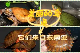 曾经用来食用的龟，现今已成为热门宠物龟，来自东南亚的美丽乌龟