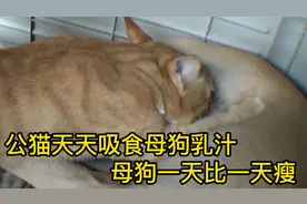 公猫天天吸食母狗乳汁，赶也赶不走，母狗一天比一天瘦