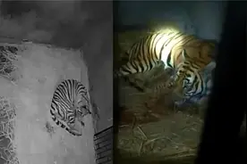 广东华南虎跨年夜喜诞双胞胎，1年3胎4崽创纪录