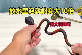 放在水里泡就能变大十倍的玩具蛇，太神奇了