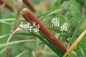 【蒲黄】快来看！中药界的“香肠”！