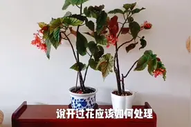 竹节海棠花开败之后，如何修剪才能快速萌发新枝，再次复花视频封面