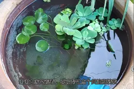 两个月没换水和喂食，无过滤无增氧，水缸里的孔雀鱼还活蹦乱跳视频封面