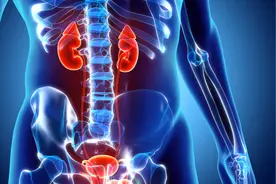 男性排尿和排精是同一个通道吗