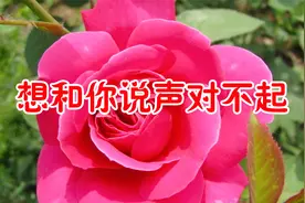 新歌！《想和你说声对不起》我开始检讨自己，为何总是惹你生气视频封面