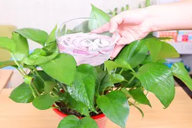 一碗洋葱水倒花盆，真是太强大了，花儿快速撑爆盆，还不生虫