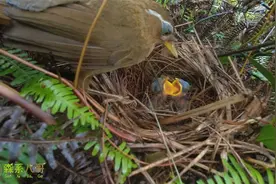 秋天还有画眉鸟育雏，你见过吗？视频封面