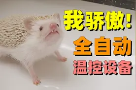 一只宠物刺猬的笼子会有多离谱?还能定时供暖!