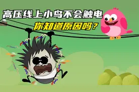 高压电这么危险，为何小鸟站在电线上不会触电，换成人反而不行呢