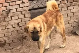 “北方大笨狗”是什么品种？现在见不到了，优秀的古老犬种
