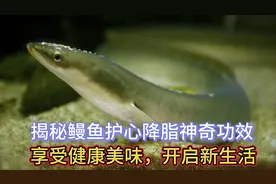 揭秘鳗鱼护心降脂神奇功效，享受健康美味，开启新生活！