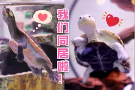 CP绑定！没有龟龟比我们更可爱！圆澳、沼泽侧颈龟混养会怎么样？
