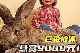 5个世界上最大的动物，1.3米的世界巨兔被偷？找到就给9000元！视频封面