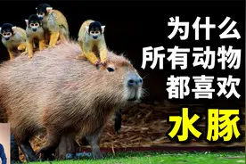 把鳄鱼当坐骑，带头反击人类社区，世界上最有亲和力的动物—水豚视频封面