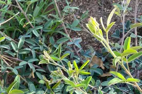 一直把胡枝子当野草，不知道它的用途这么多，该好好收藏