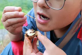 农村这种野果子，用牙签才能吃出来，却比普通核桃好吃几倍