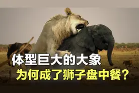 终极猎杀：饥饿的狮子猎杀成年母象，跳到背上直接啃视频封面