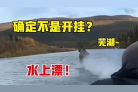 确定不是开挂？驼鹿过河施展"水上漂轻功"，如履平地快速超越船只视频封面