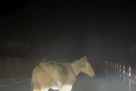 女子自驾遇马挡路，僵持一会离开，下一幕女子直呼： 万物皆有灵视频封面