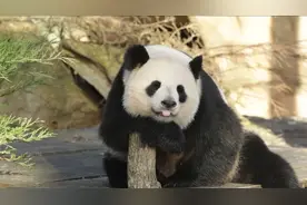 想续租大熊猫，法国总统马克龙访华带上动物园园长视频封面