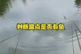 怎样判断窝点内是否有鱼？教你3个确认技巧，从此钓鱼不迷茫视频封面