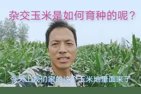 农村大叔家种了4亩玉米，大家看看，杂交玉米是如何育种的呢？