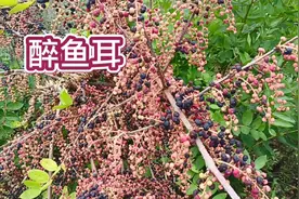 农村马桑全身都有毒，但老百姓对它的用法却很多，你知道几个用法