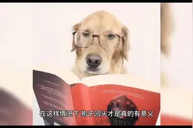 带宠物狗外出，它总是回头观察主人去向，有几层意思