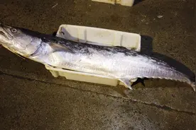 一米多长的马鲛鱼15块一斤，这里的海鲜太便宜了，难怪这么多人视频封面