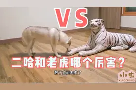 狗狗怕老虎真的是天生的吗？瞧瞧一只假虎把二哈吓成啥样了视频封面