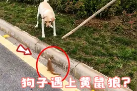 狗子遇上黄鼠狼，直接将其叼起来一阵狂甩，黄鼠狼：招你惹你了！视频封面