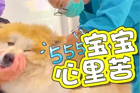 狗子一进医院就害怕得想逃，还虚张声势乱叫壮胆视频封面