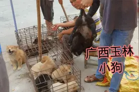 广西玉林市确实吃狗肉人多，赶集乡镇卖小狗小猫也多