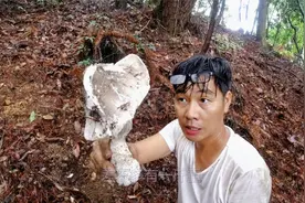 小伙上山捡红菇，发现一朵又大又粗的巨型蘑菇，有1斤重，能吃吗视频封面