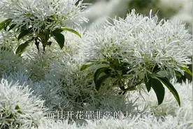 流苏又叫“四月雪”，四月开花满树雪白，繁花如雪，纯洁又美丽