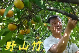 山竹开始熟了，老林上山采摘下来做试验，放冰箱看能存放多久视频封面