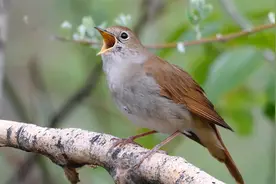 快来听听“夜莺”，歌声悦耳动听，好让人陶醉！