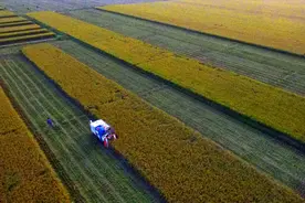 世界杂交水稻之父，90高龄再创世界奇迹，沙漠种植水稻惊艳全球