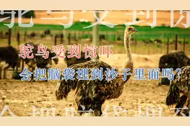 鸵鸟受到惊吓，会把脑袋埋到沙子里面吗？视频封面