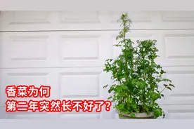 香菜抽薹后怎样办？如何延长香菜的收获时间？原来香菜不能连茬种视频封面