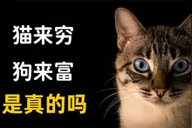 猫来穷，狗来富，是真的吗？视频封面