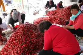 实拍山东泰安大樱桃批发市场，品种多质量好，引来外地客户收购视频封面