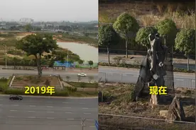 广西403岁最牛“钉子树”枯死，原7层楼高21米，长期受虫害侵蚀